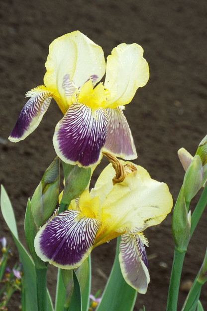 DSCF0013