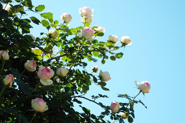 DSCF0486