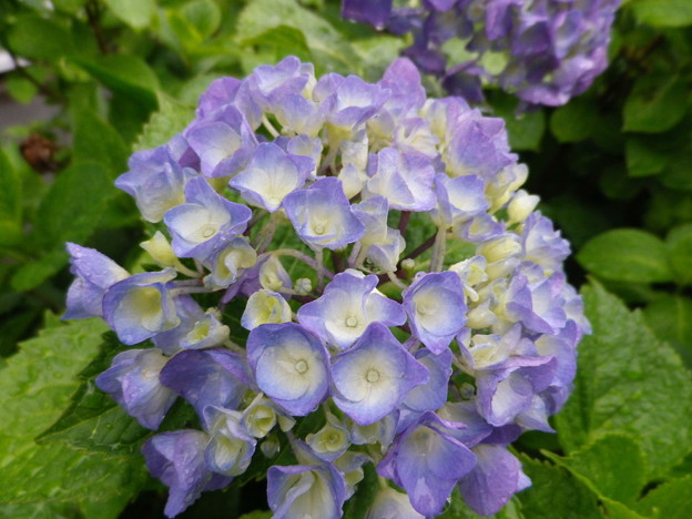 IMGP0353