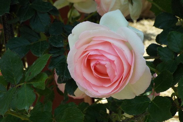 DSCF0179