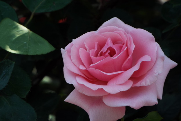 DSCF0391