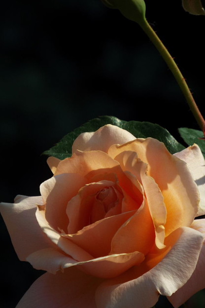 DSCF0415