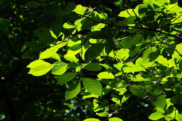 DSCF0080