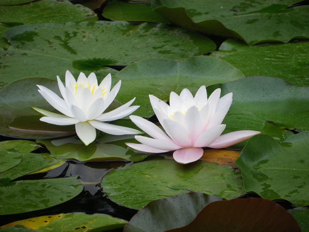 IMGP0104