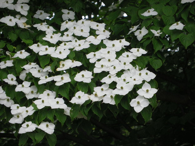 IMGP0231