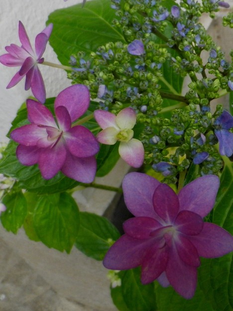 IMGP0375a