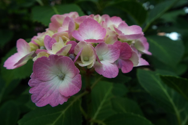 DSCF0455