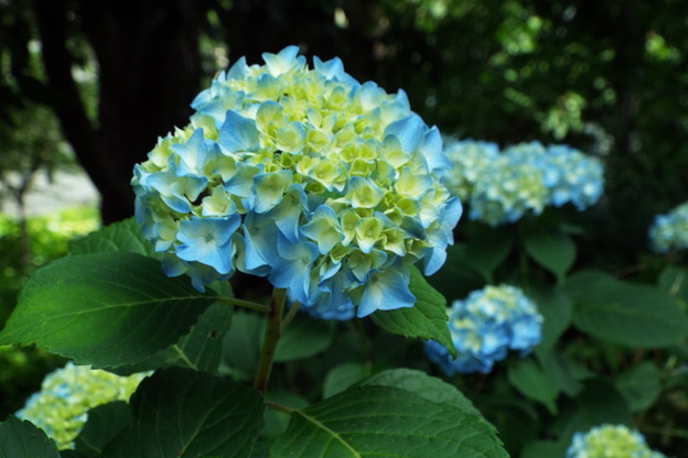 DSCF0487