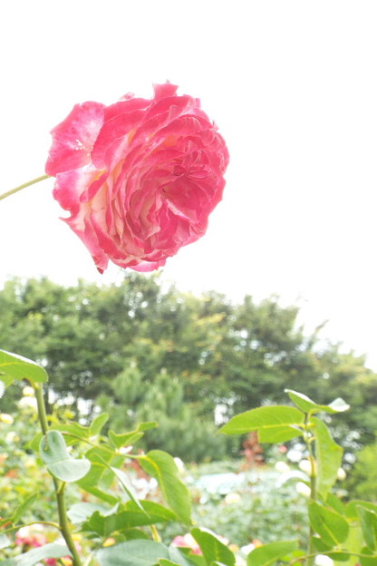 DSCF0424