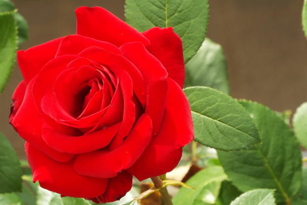 DSCF0497