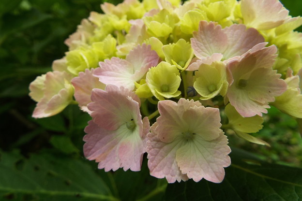 DSCF0271