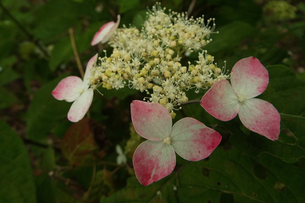 DSCF0351