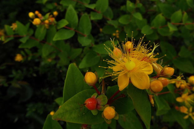 DSCF0641