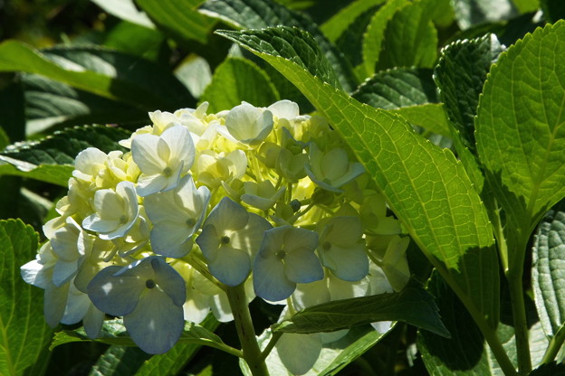 DSCF0142