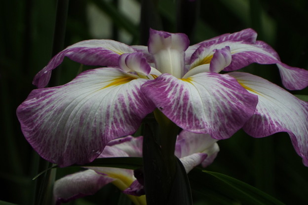 DSCF0198
