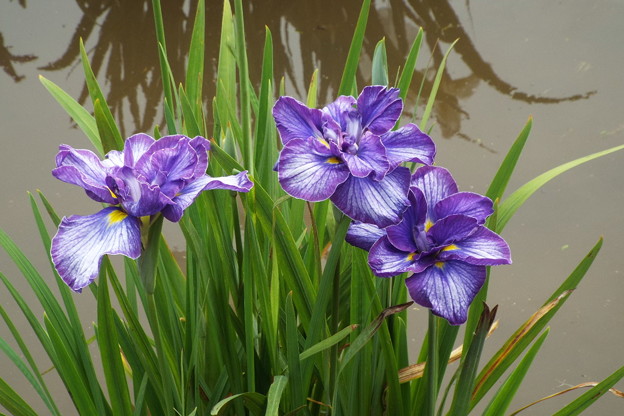 DSCF0445