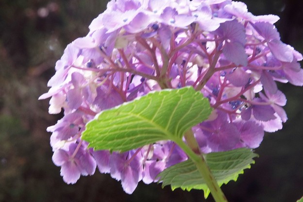 DSCF0170