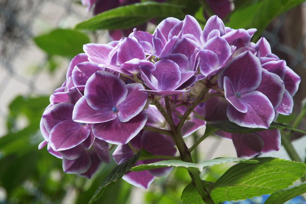 DSCF0347
