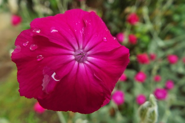 DSCF0004