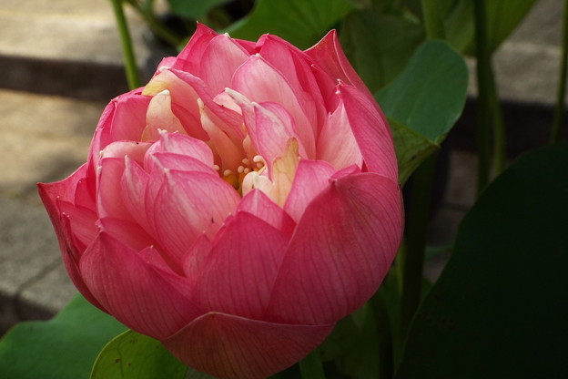 DSCF0217