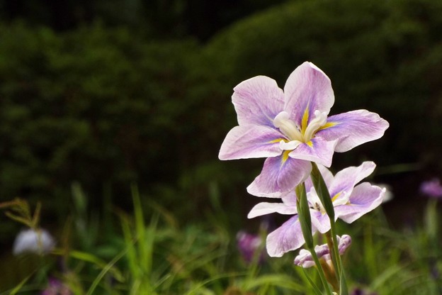 DSCF0733