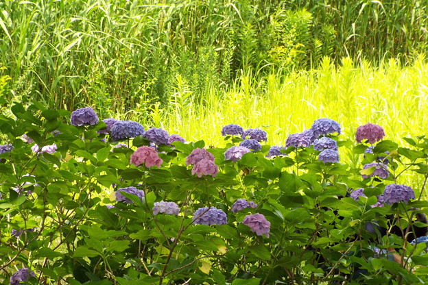 DSCF0579