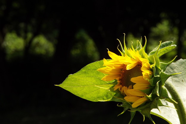 DSCF0295