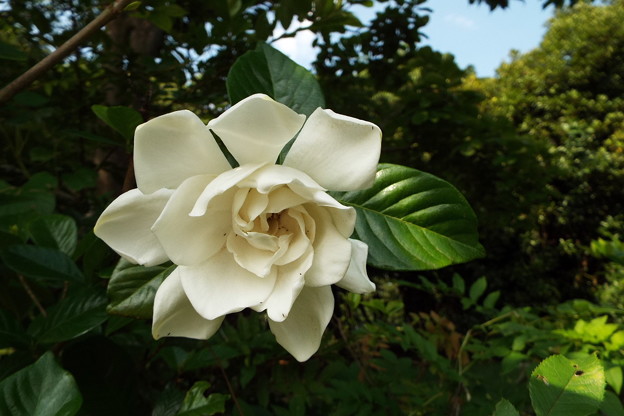 DSCF0486