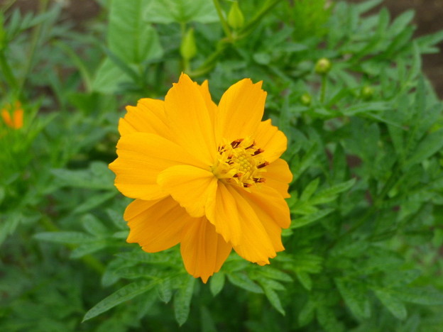 IMGP0010