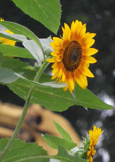 IMGP0025