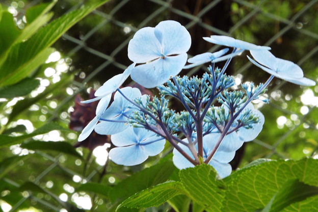 DSCF0085