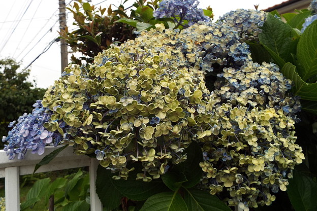 DSCF0249