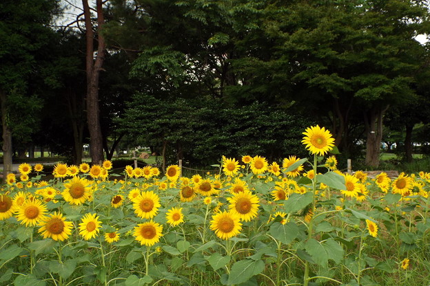 DSCF0254