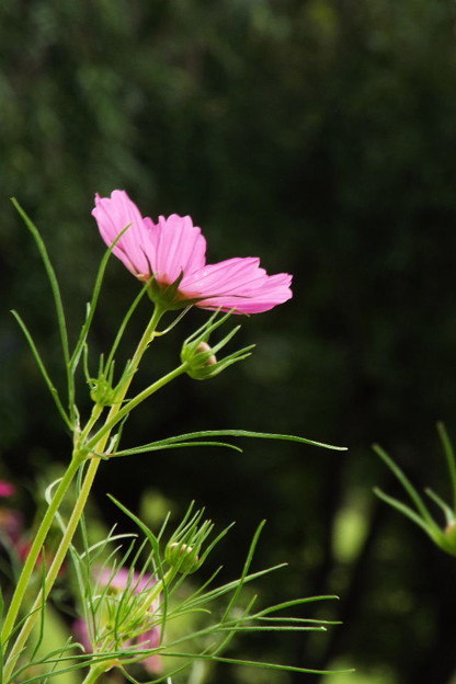 DSCF0266