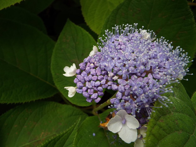DSCF0260