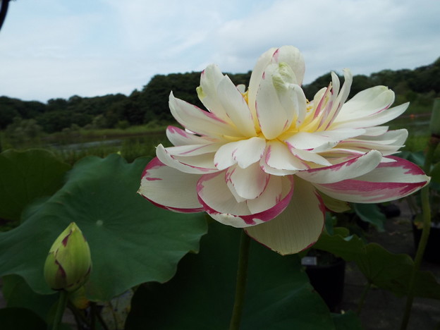 DSCF0061