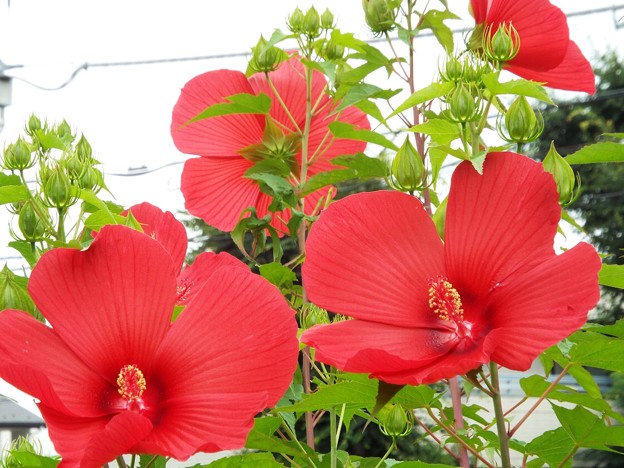 DSCF0041
