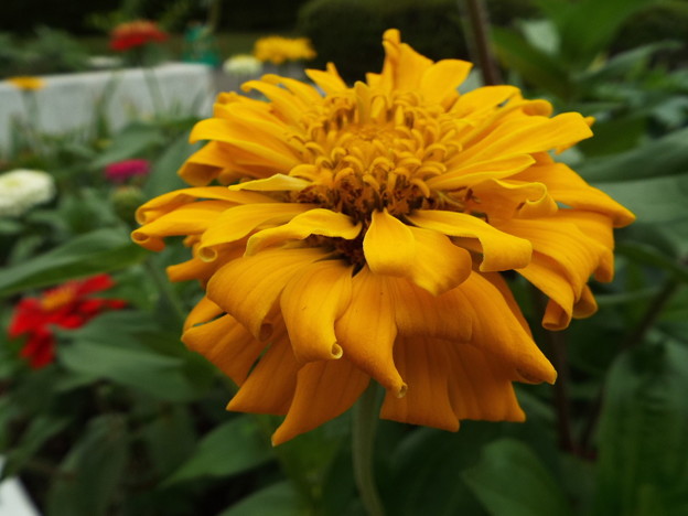 DSCF0091