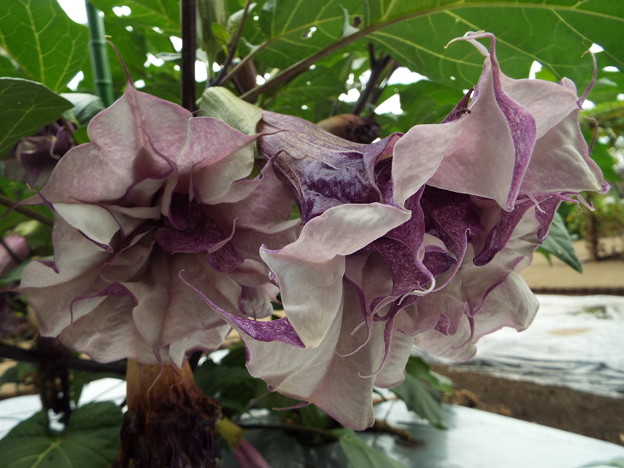DSCF0161