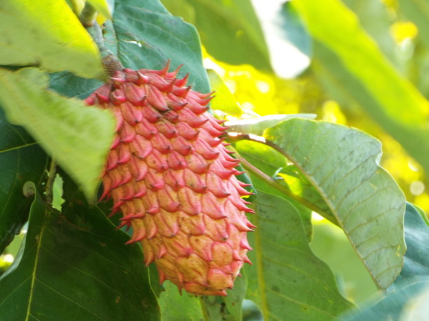 DSCF0145