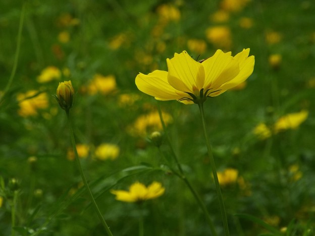 DSCF0412