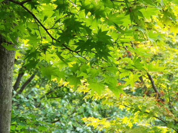 DSCF0266