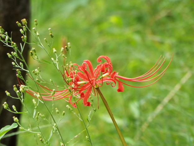 DSCF0089