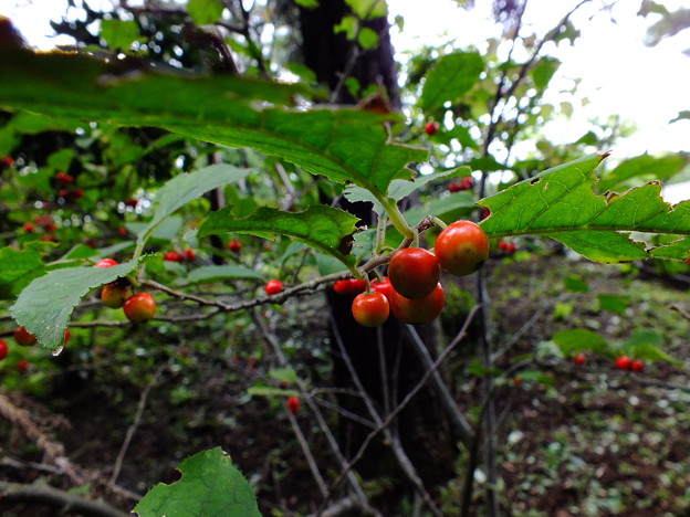 DSCF0174