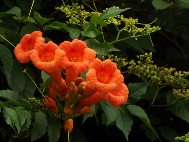 DSCF0052