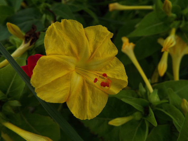 DSCF0207