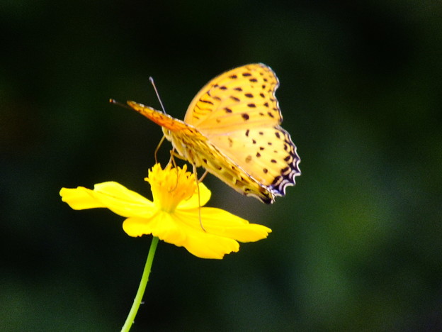DSCF0348