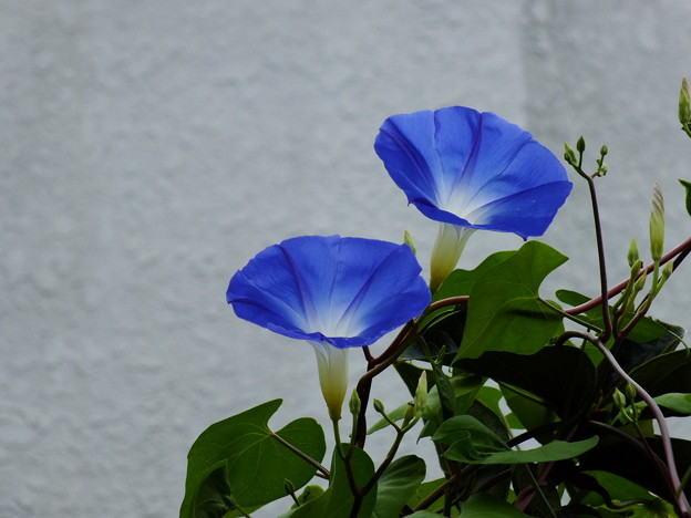 DSCF0466