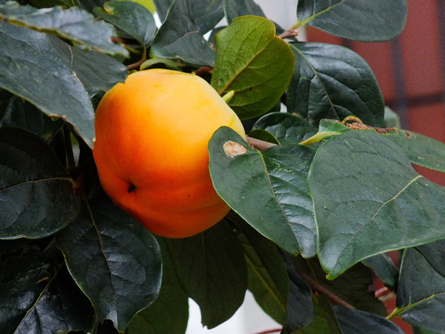 DSCF0469