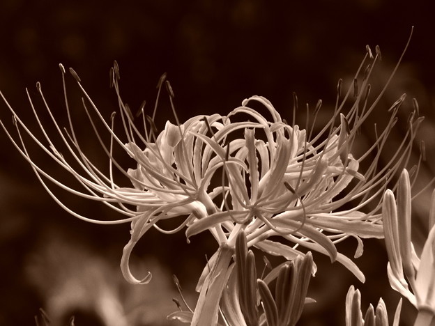 DSCF0595